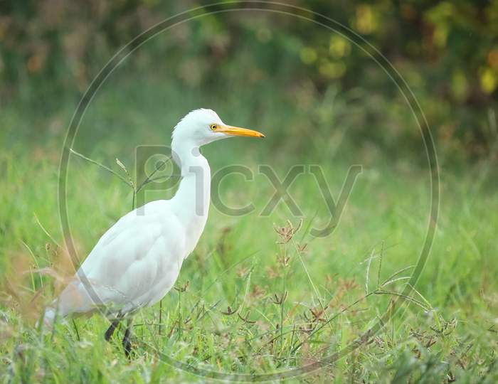 The white Cattle Egret bird wandering in the green grass of farm land.