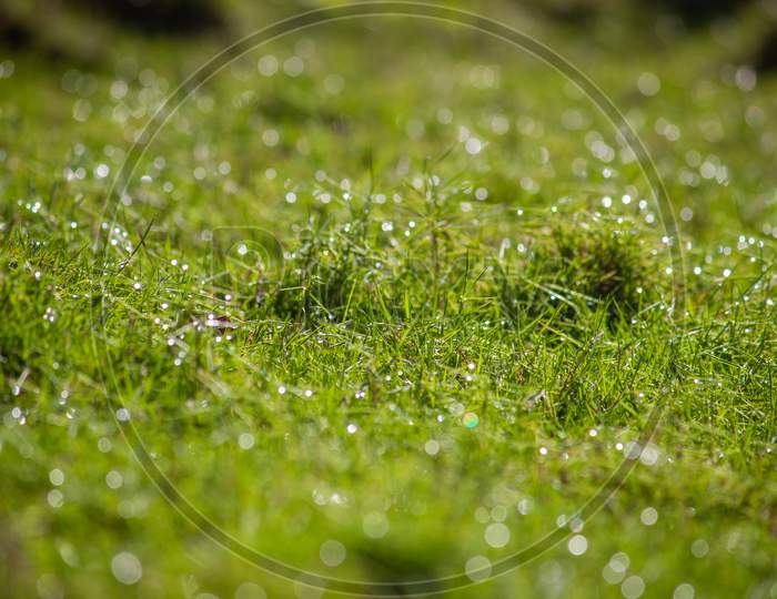 Beautiful View Of The Grass With Dew (Droplets Of Water) During The Morning With Sunlight Giving A Bokeh Effect. Nature Green Grass Background. Garden Grass Texture.