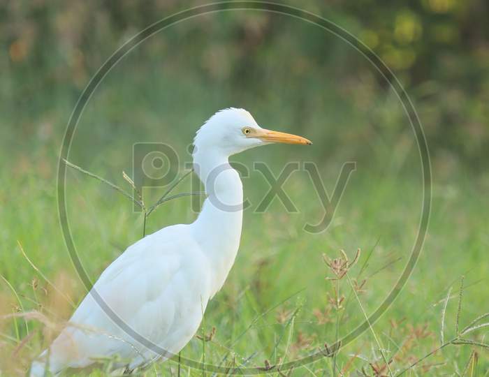 The white Cattle Egret bird wandering in the green grass of farm land.