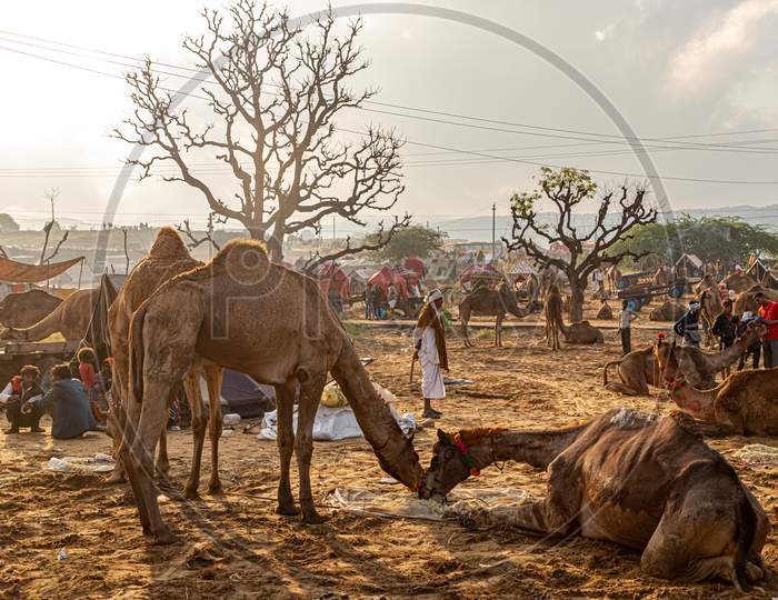 Camel At Pushkar Camel Festival,Livestock Camel Festival At Pushkar.