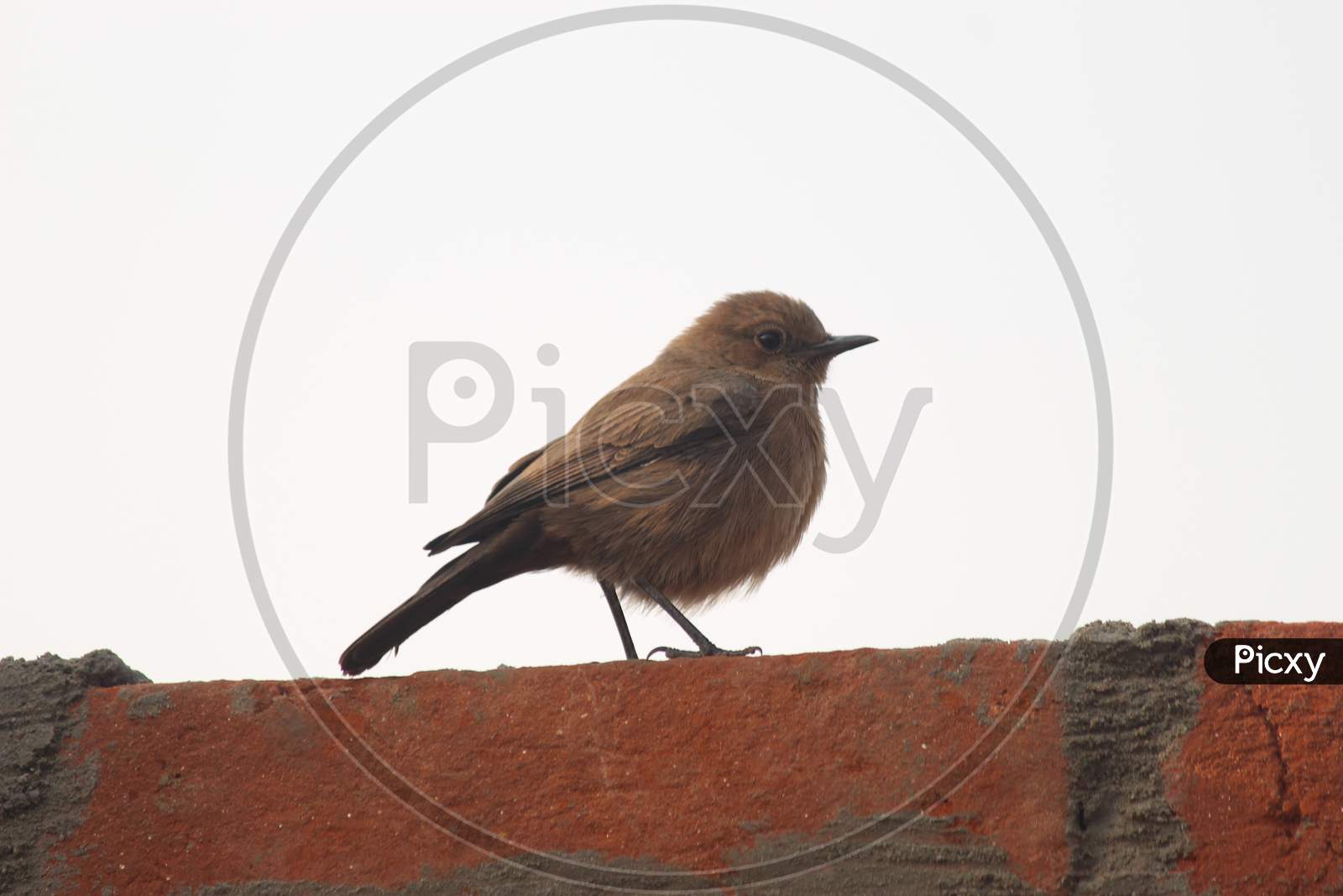 Sparrow Bird on wall