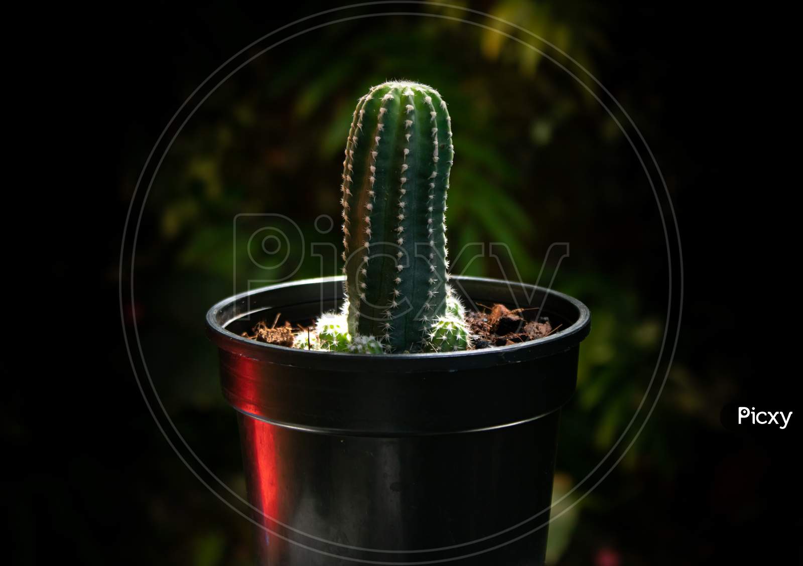 Cactus In Pot