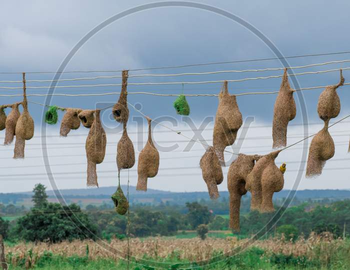 Landscape view of group of baya weaver bird nests hanging on the electric cable.