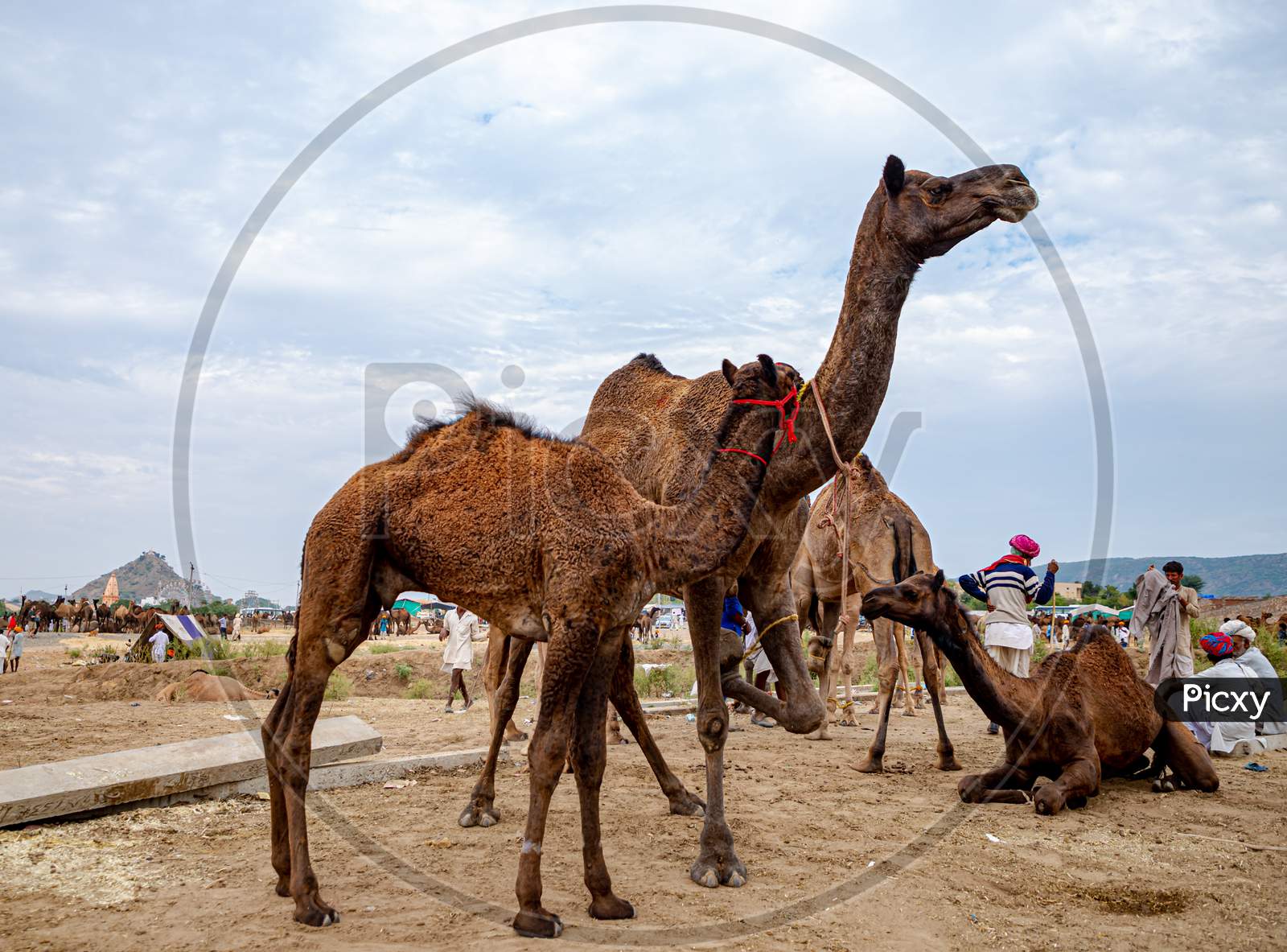 Camel At Pushkar Camel Festival,Livestock Camel At Pushkar.