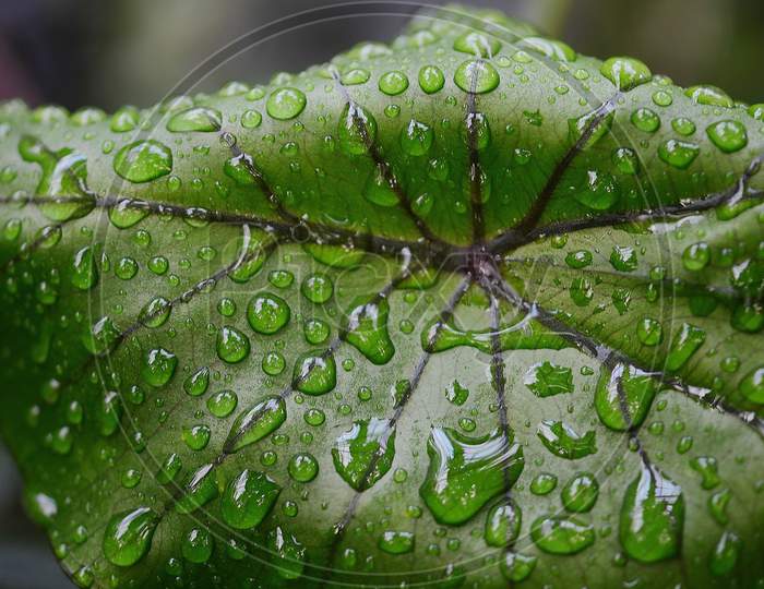 Close Up Of a Leaf with Dew
