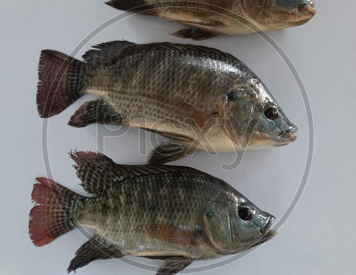 Tilapia fish image, three tilapia fish Picture, Background