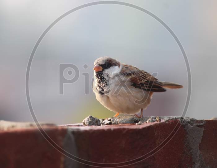 A little Sparrow bird sitting on Wall