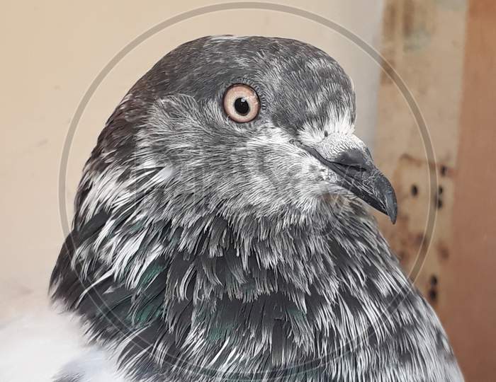 Pigeon look like Eagle