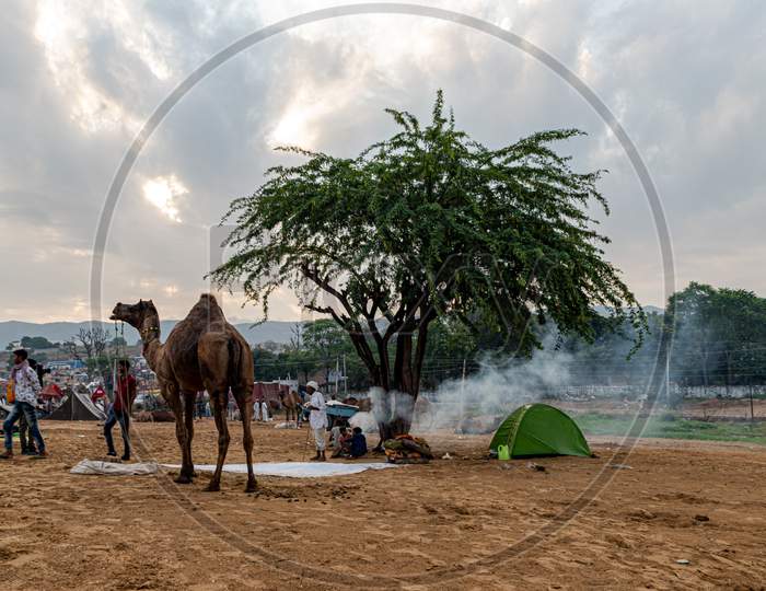 Camel At Pushkar Camel Festival,Livestock Fair At Pushkar.