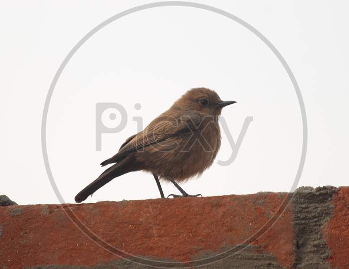 Sparrow Bird on wall