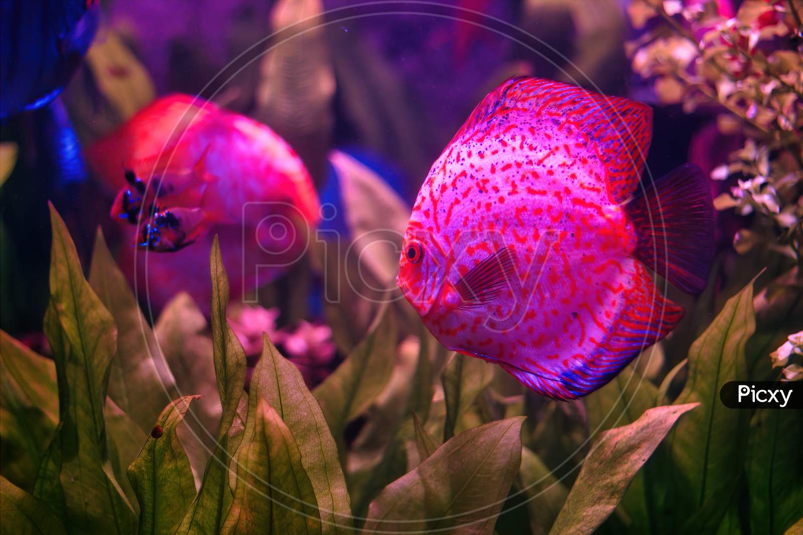Symphysodon Discus, The Red Discus Or Heckel Discus - A Species Of Cichlid Native To Amazon Basin Fish