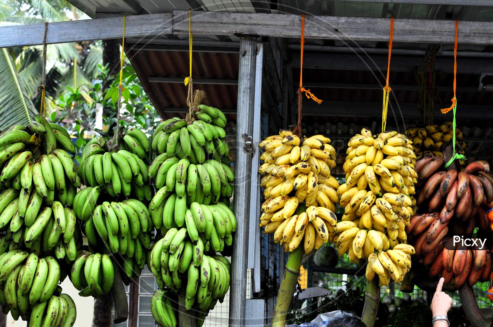 Image of Bananas Big And Small.-FR844033-Picxy