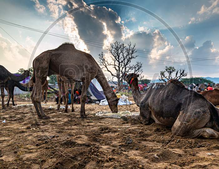 Camel At Pushkar Camel Festival,Livestock Camel Fair At Rajasthan.