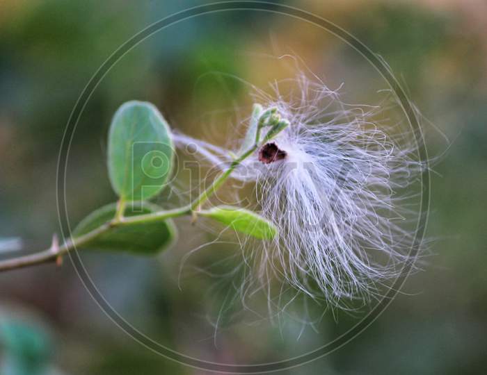 Eriophorum angustifolium, commonly known as common cottongrass