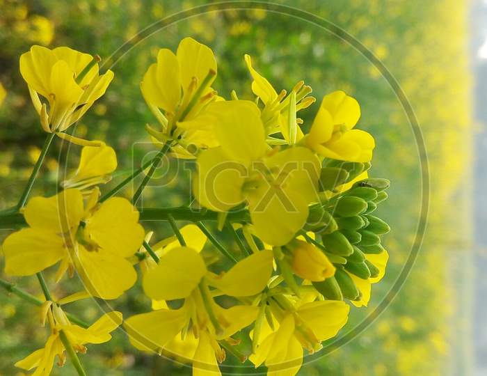 Mustard yellow flowers