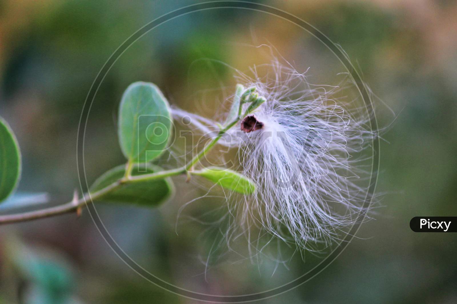 Eriophorum angustifolium, commonly known as common cottongrass