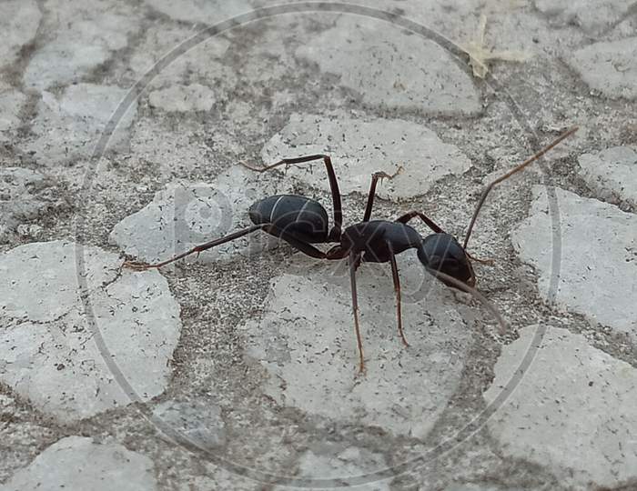 Ant in Macro