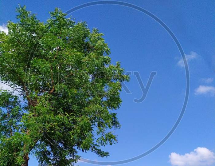 Blue clear sky with tree