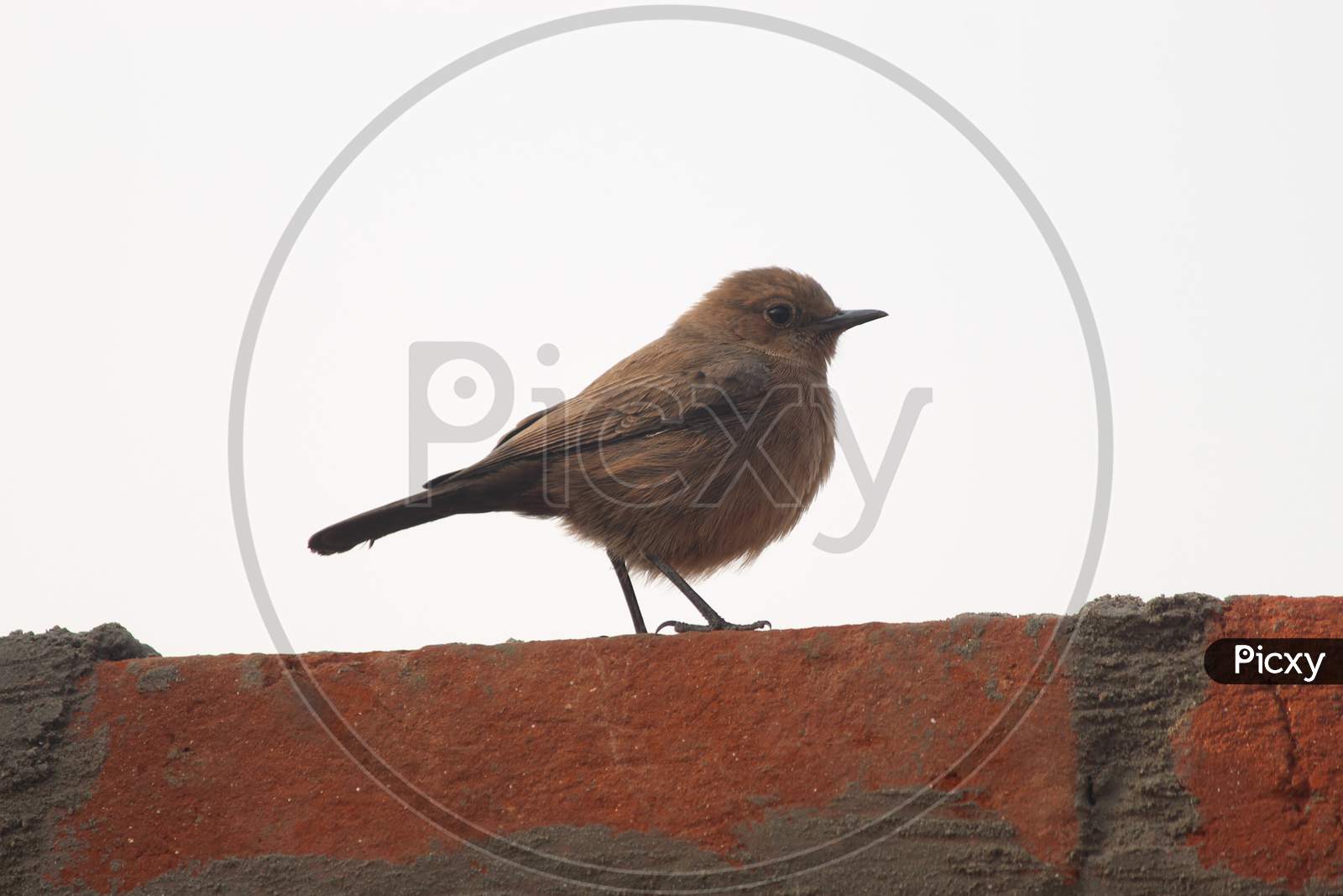 A little Sparrow bird sitting on Wall
