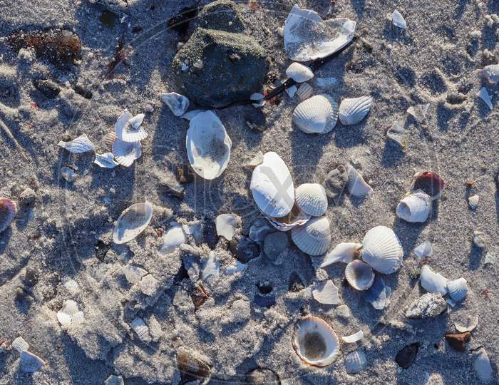 Detailed Close Up View At Shells On A Sandy Beach At The Baltic Sea.