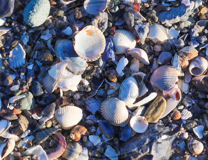 Detailed Close Up View At Shells On A Sandy Beach At The Baltic Sea.