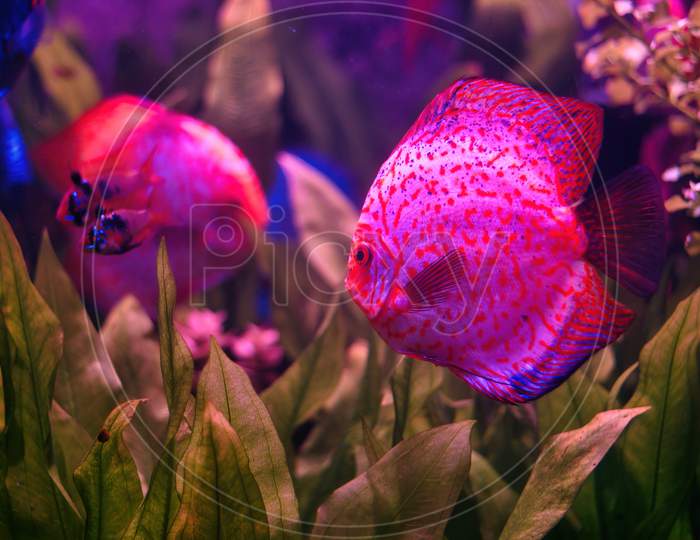 Symphysodon Discus, The Red Discus Or Heckel Discus - A Species Of Cichlid Native To Amazon Basin Fish