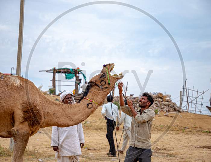 Camel At Pushkar Camel Festival,Livestock Camel At Rajasthan.