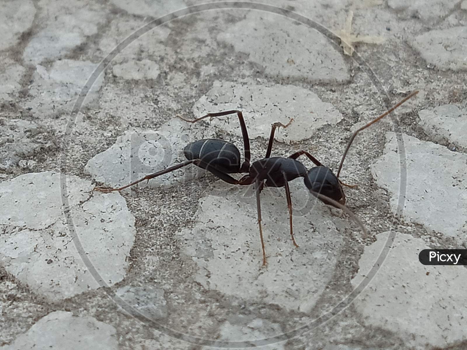 Ant in Macro