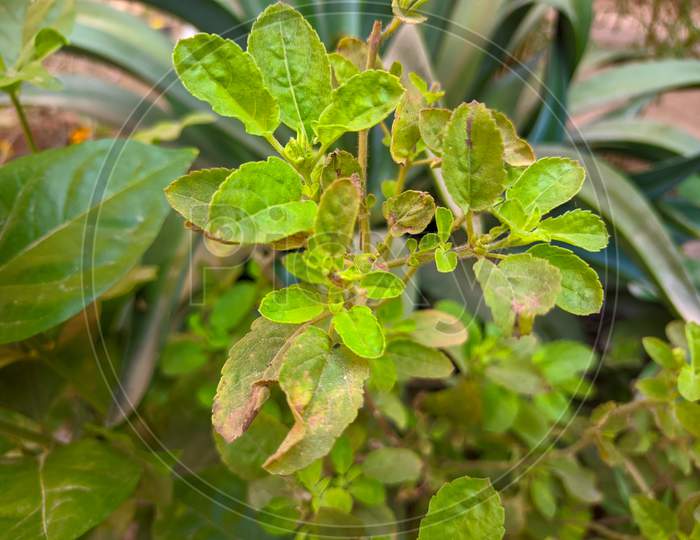 The tulsi plant