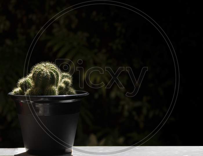 Cactus In Pot