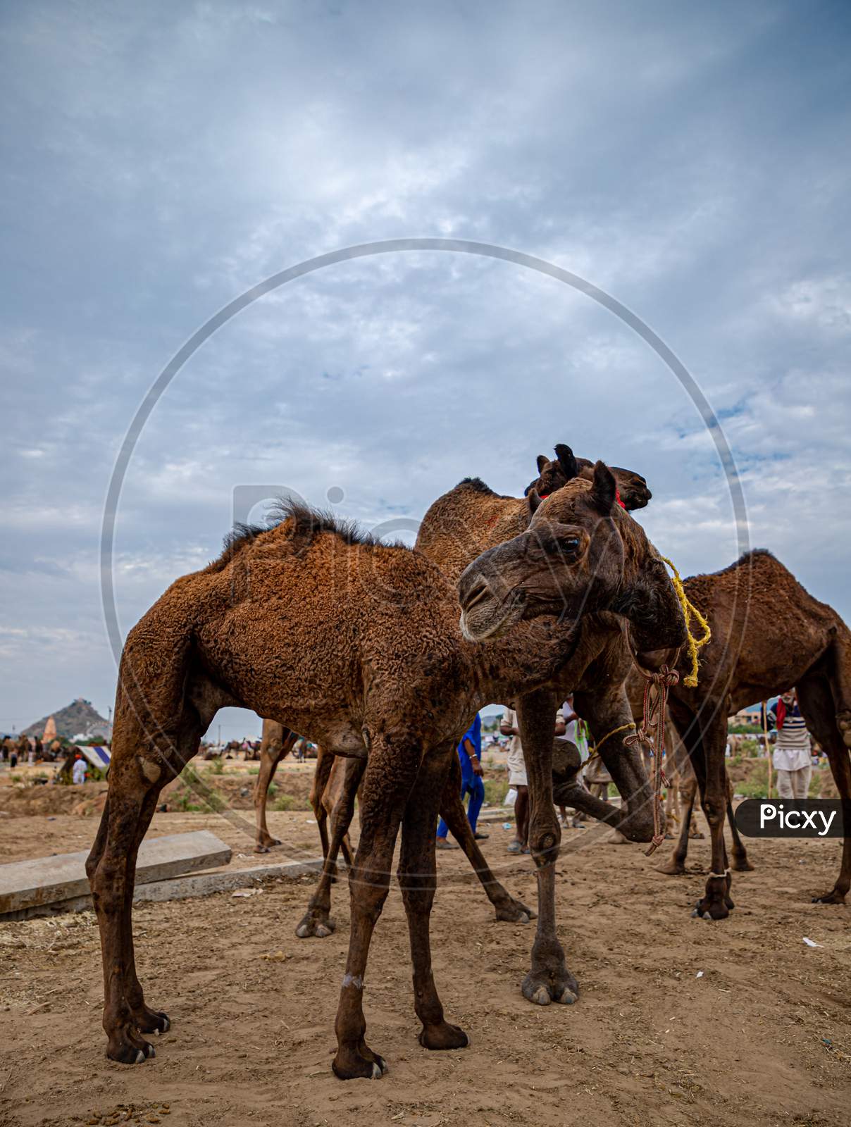 Camel At Pushkar Camel Festival,Livestock Camel At Pushkar.