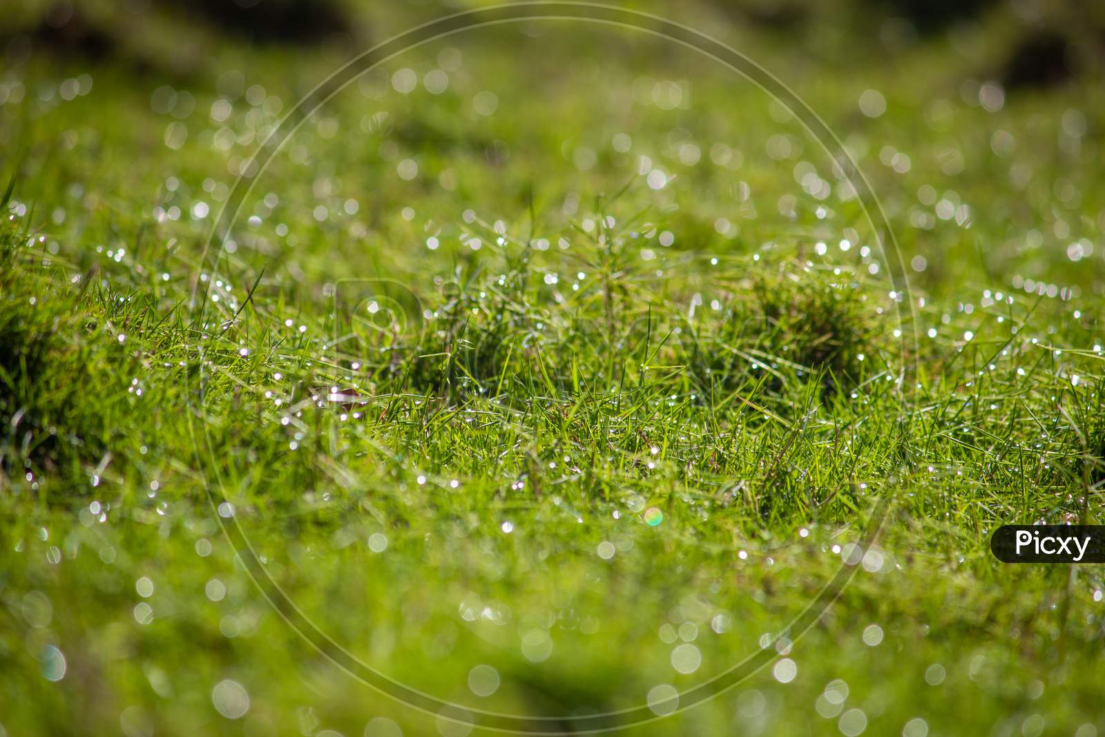 Beautiful View Of The Grass With Dew (Droplets Of Water) During The Morning With Sunlight Giving A Bokeh Effect. Nature Green Grass Background. Garden Grass Texture.