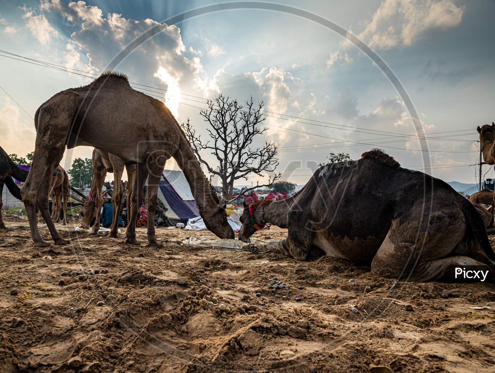 Camel At Pushkar Camel Festival,Levestock Camel Fair At Rajasthan.