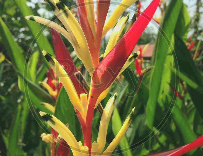 Bright red and yellow Heliconia psittacorum flower in green background with leaves in India .Also known as Heliconia spathocircinata or parakeet flower or parrots flower.