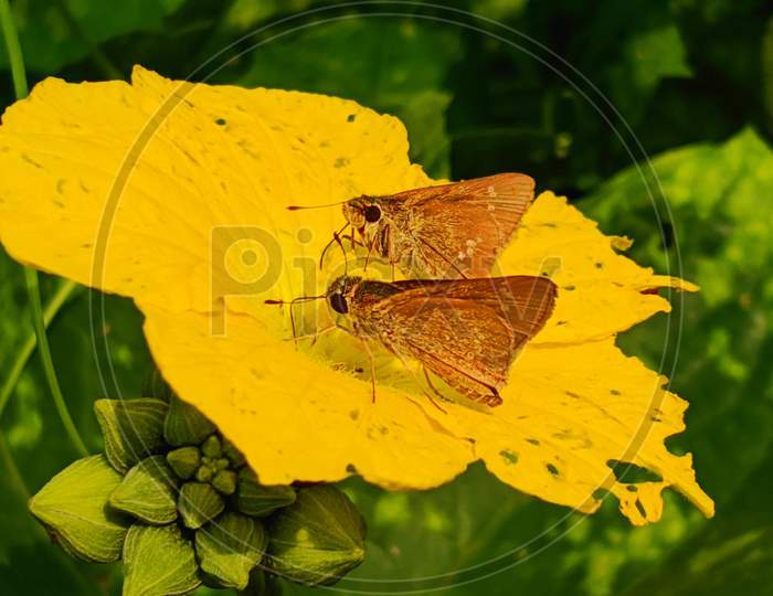 Butterflies on yellow flower macro photography