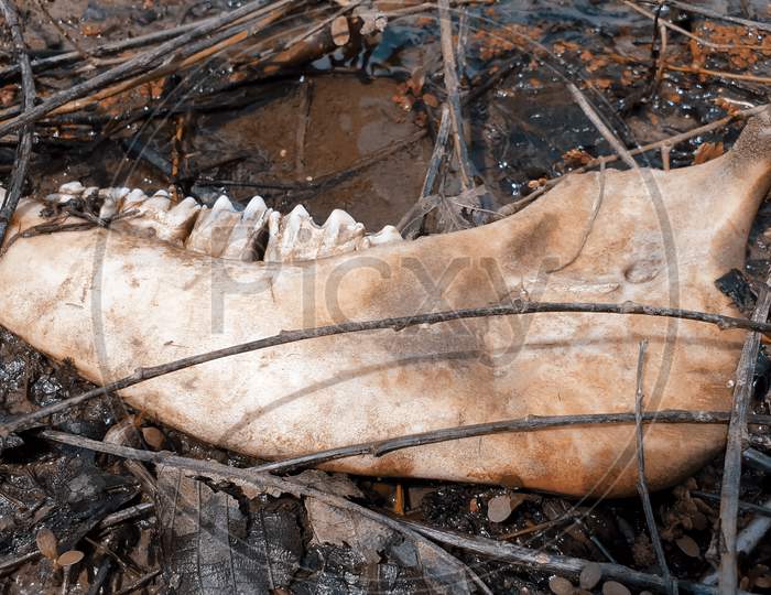 Animal Skulls Skeletons And Bones Animal Parts