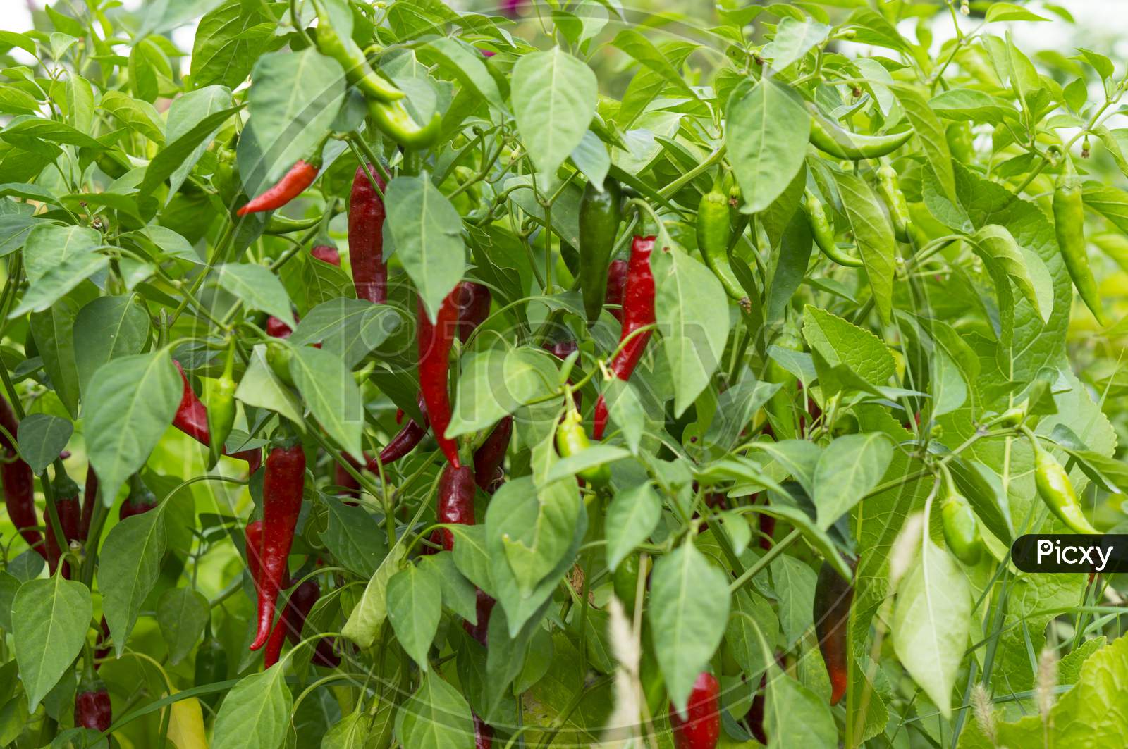 image-of-beautiful-chili-peppers-on-the-bushes-red-chili-peppers-on