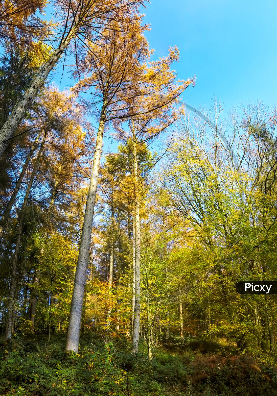 View Into A Vibrant And Colorful Autumn Forest With Fall Foliage And Sunlight Beams