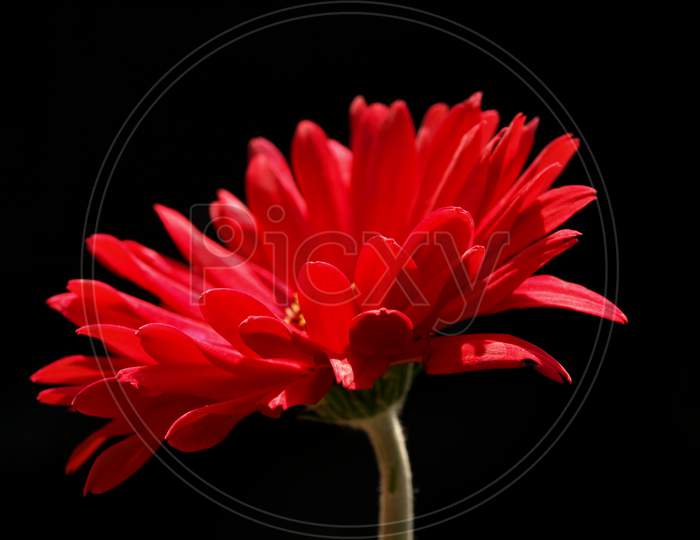 Lights And Shades On The Flower Accentuated By The Dark Background