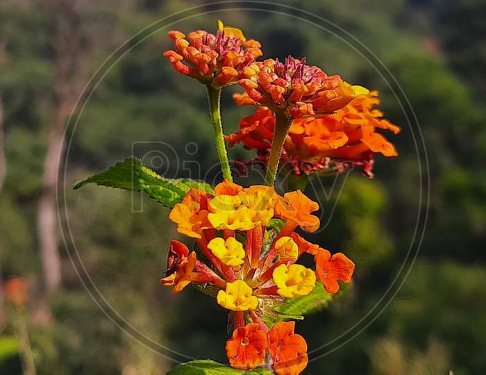 Flowers image