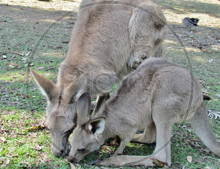 Child and mother kangaroo