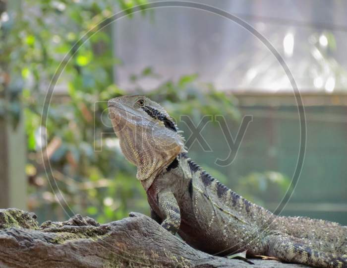 Iguana relaxing in park