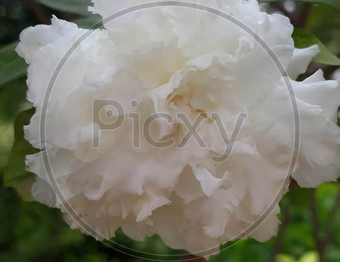 White Table Rose