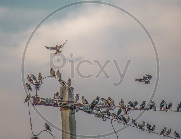 birds group ( Urbancompany )