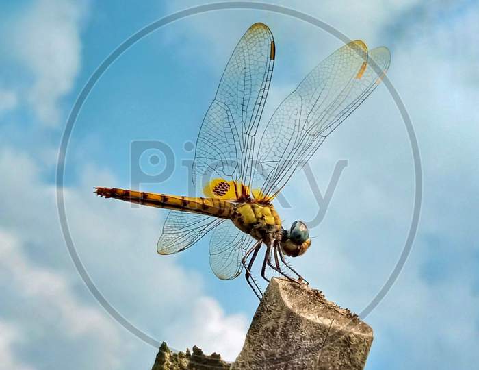 A resting yellow dragonfly