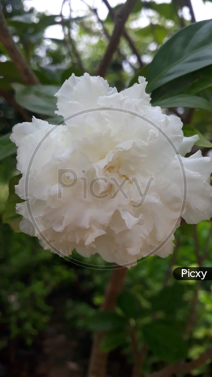 White Table Rose