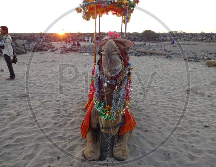 Camel sitting on the sand, beach