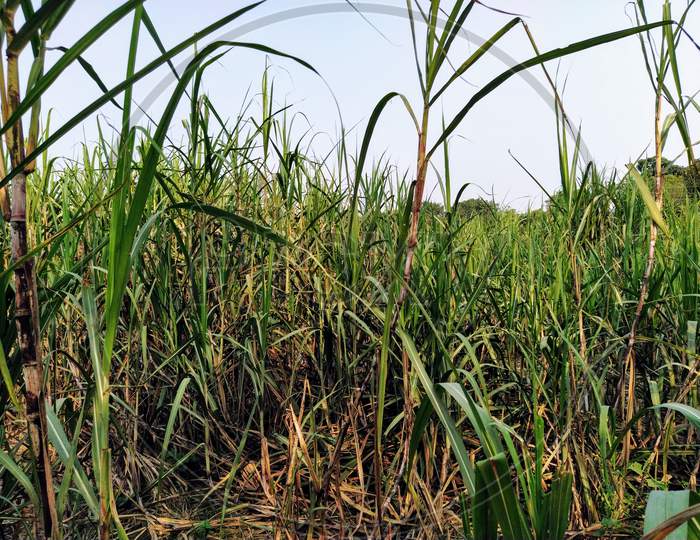 Sugar cane plant grown in the field