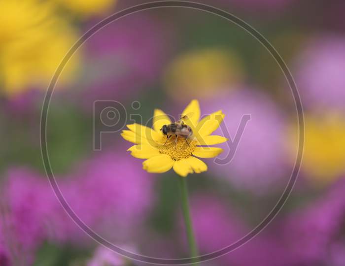 macro photography of honey bee