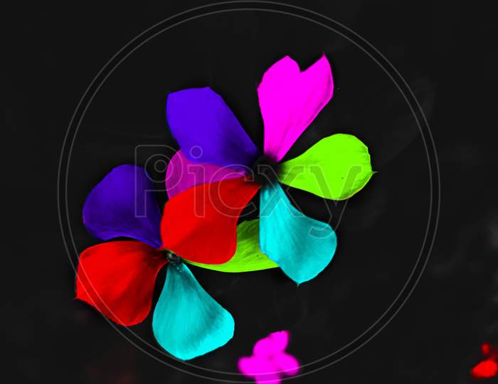 Flower-- multiple colour in one flower
